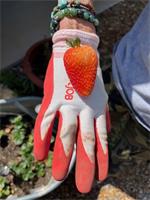 We are not just growing Strawberries here but they are growing MEGA size